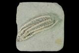 Fossil Crinoid (Histocrinus) - Crawfordsville, Indiana #150421-1